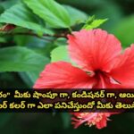 మందారం మీకు షాంపూ గా, కండిషనర్ గా, ఆయిల్ గా, హెయిర్ కలర్ గా ఎలా పనిచేస్తుందో మీకు తెలుసా?