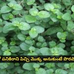 ఇదేదో పనికిరాని పిచ్చి మొక్క అనుకుంటే పొరపాటే..