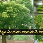 వేప చెట్టు ఎందుకు నాటుకునే వారు..?