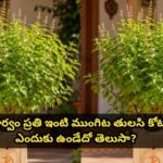 పూర్వం ప్రతి ఇంటి ముంగిట తులసి కోట ఎందుకు ఉండేదో తెలుసా?