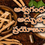 అశ్వగంధ ప్రయోజనాలు తెలుసుకుందాం…