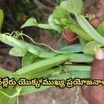 నల్లేరు యొక్క ముఖ్య ప్రయోజనాలు…