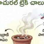 దోమల బెడదకు చెక్ చెప్పే సహజ ఇంటి చిట్కా!