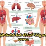 దేవుడు ప్రసాదించిన మన శరీరంలో ఎన్ని అద్భుతమైన భాగాలు…