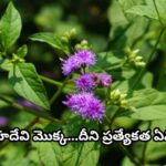 సహదేవి మొక్క.. దీని ప్రత్యేకత ఏమిటి….