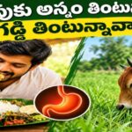 కడుపుకు అన్నం తింటున్నావా? గడ్డి తింటున్నావా….