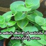 ఈ ఆకును తినాల్సిన అవసరం లేదు… వాసన చూస్తే చాలు.