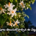 రాత్రిపూట తెలుసుకోవాల్సిన ఈ చెట్టు…